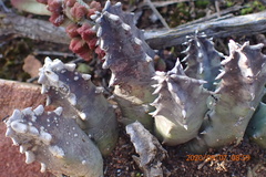 Huernia