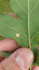 Neuroterus quercusbaccarum