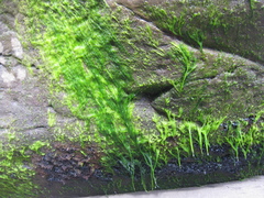 Ulva compressa