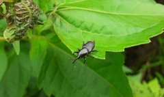 Odoiporus longicollis