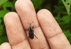 Odoiporus longicollis