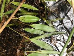 Potamogeton ochreatus