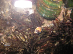 Micrelenchus tessellatus