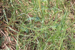Takydromus sexlineatus