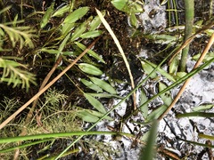 Potamogeton ochreatus