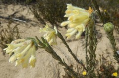 Pimelea octophylla
