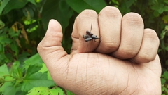 Odoiporus longicollis