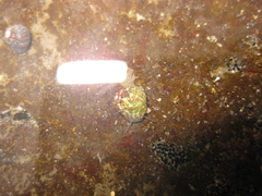 Micrelenchus tessellatus