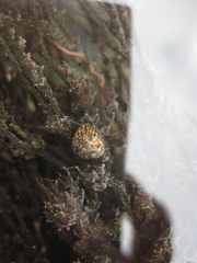 Micrelenchus tessellatus