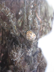 Micrelenchus tessellatus