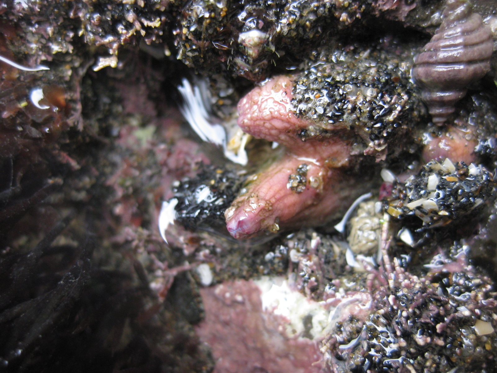 Asterocarpa humilis (Heller, 1878)