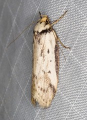 Philobota thiocrossa