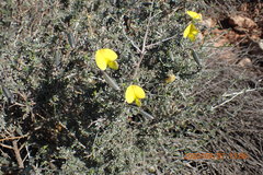 Lotononis dahlgrenii