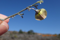 Lotononis dahlgrenii