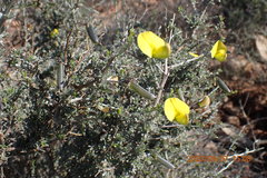 Lotononis dahlgrenii