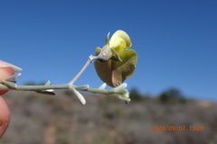 Lotononis dahlgrenii