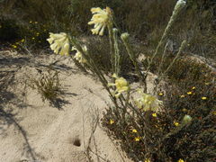 Pimelea octophylla