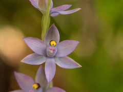 Thelymitra malvina