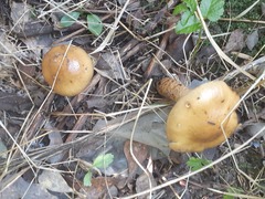 Cortinarius trivialis