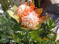 Leucospermum pluridens