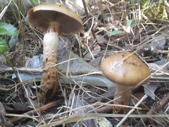 Cortinarius trivialis