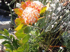 Leucospermum pluridens