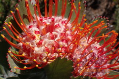 Leucospermum pluridens