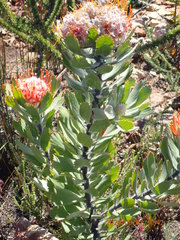 Leucospermum pluridens