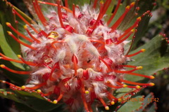 Leucospermum pluridens