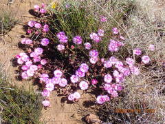 Drosanthemum striatum