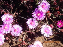 Drosanthemum striatum