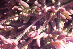 Drosanthemum striatum