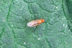 Psila