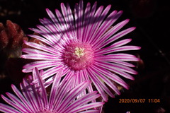 Drosanthemum striatum