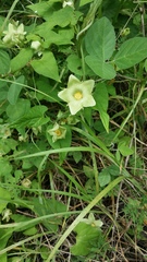 Dictyanthus hamatus