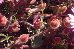 Drosanthemum striatum