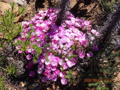 Drosanthemum striatum