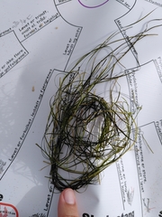 Zostera noltei