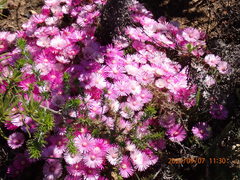 Drosanthemum striatum