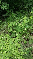 Dictyanthus hamatus