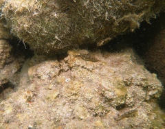 Redigobius macrostoma