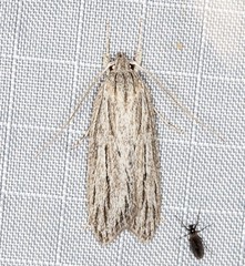 Phloeograptis obliquata