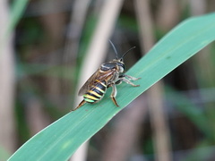 Nomia strigata