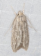Phloeograptis obliquata