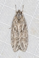Phloeograptis obliquata