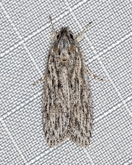 Phloeograptis obliquata