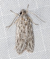 Phloeograptis obliquata