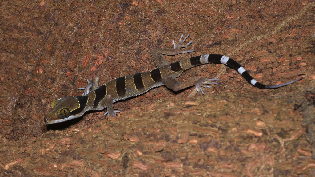Large Tubercled Bent-Toed Gecko
