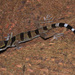 Cyrtodactylus macrotuberculatus - Photo (c) Otto Bylén Claesson, osa oikeuksista pidätetään (CC BY-NC), lähettänyt Otto Bylén Claesson