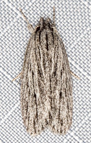 Phloeograptis